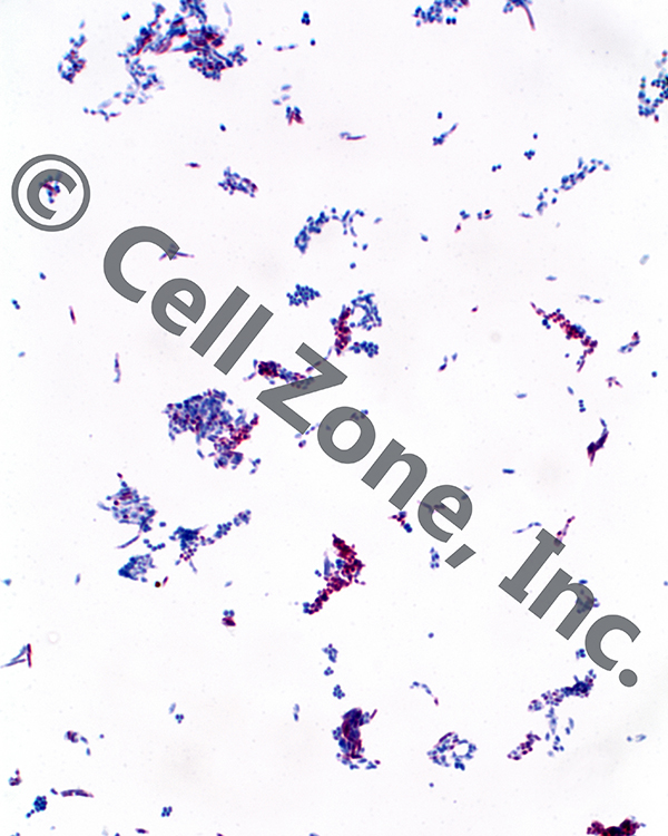 専用 yuuki様ご確認用 Bacteria OMG Leonids Cell Zone, Inc. - Microbiology Set
