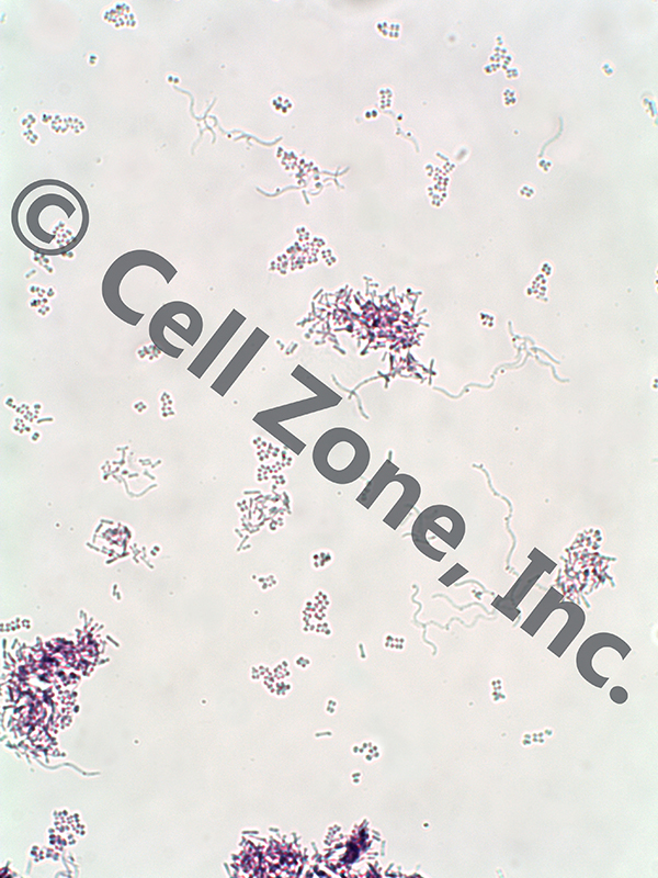 Cell Zone, Inc. - Microbiology Set